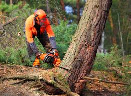 Best Arborist Consultation Services  in Alturas, CA